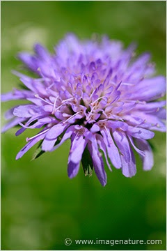 Field Scabious, Knautia arvensis