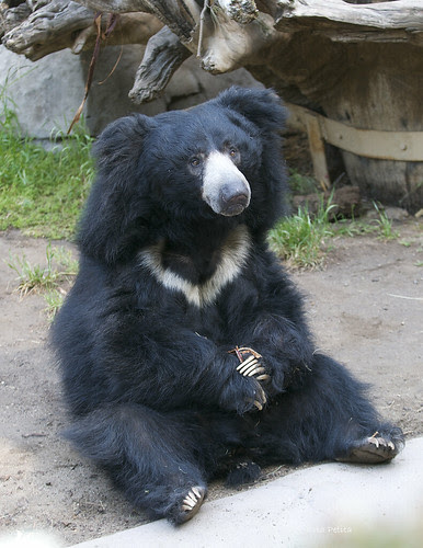 Ken -Sloth Bear
