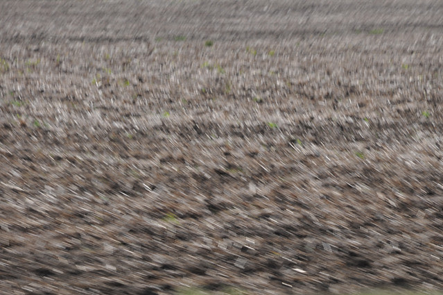 cotton_8651 web