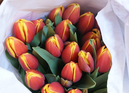 fresh tulips