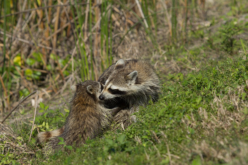Raccoon