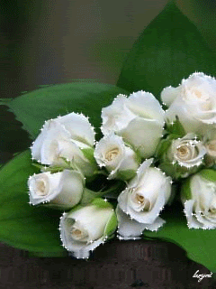 Белые розы на воде