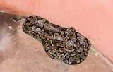 Vodoun Dangbé (Python regius), le serpent bon, parce que non venimeux, symbolise la continuité de la vie avec ses bonheurs et ses malheurs. Au Bénin, le python, pour une certaine frange de la population, est une divinité à part entière. Il y a le python royal, 1m 50 de long et 18 cm de circonférence, le python du Sebha. C’est celui que les gens appellent communément Boa. Il peut mesurer 12 mètres. L’une des marques visibles de l’adoration du reptile est la cicatrice sur le corps et particulièrement sur le visage. Une grande cérémonie est prévue tous les sept ans à cet effet. En général, cela se passe au mois de janvier ou de février. Le temple qui existe depuis le 16ème siècle accepte la cohabitation avec les autres religions. Une cohabitation de façade, comme l’affirment les mauvaises langues ? Car là où l’huile rouge, la farine de maïs et le sang se mélangent, le christianisme s’en éloigne. D’autant plus que la pratique du vodoun est très présente et bruyante. Une chambre isolée à l’intérieur du temple, constitue l’espace des cérémonies sacrées… pour les pythons. Ici, on émet des vœux pour garantir la réussite. “ Si tu veux la santé, le bonheur ou la longévité, tout ce que tu veux, tu peux l’avoir ici. On ne vous demande pas d’émettre des voeux maléfiques ou quelque chose de mauvais par exemple.” L’enterrement d’un python suit le même rituel, le même culte que chez les homme. Vodoun dangbé