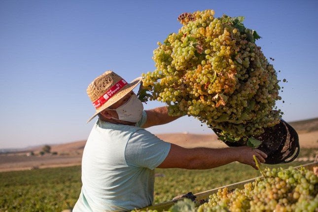 Все регионы СКФО получат деньги из госказны на виноградарство