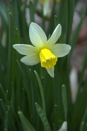 Narcissus, cyclamineus tribe
