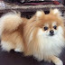 Pomeranian Dog Price in Noida - Puppy  Price, Appearance & Characteristics