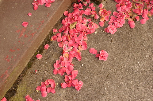 pink petals on pavement