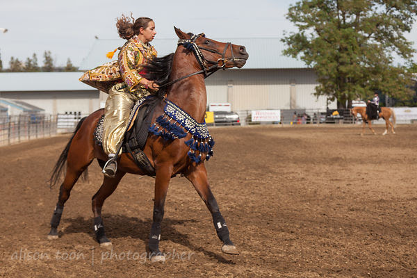 Spirited Arabian horse
