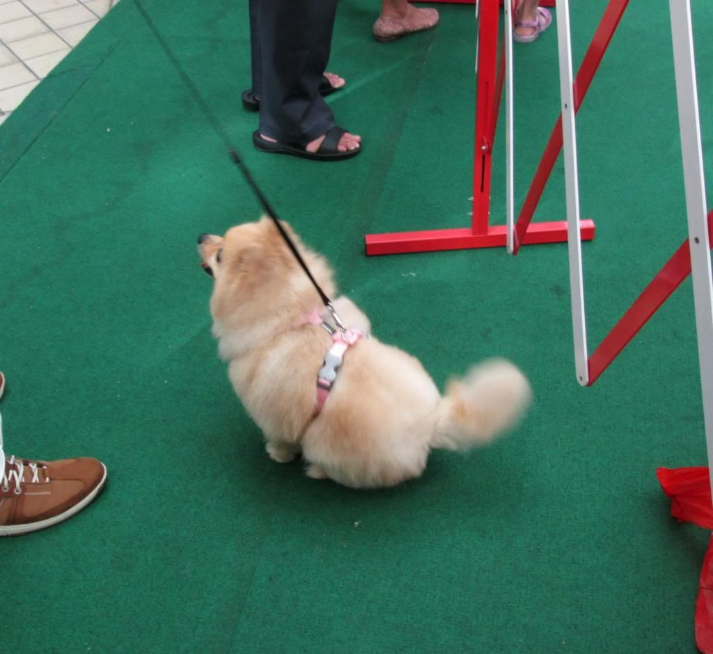 photo KitCatJalanBesarPetsCarnival03.jpg