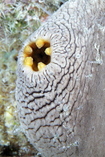 Sea Cucumber Anus