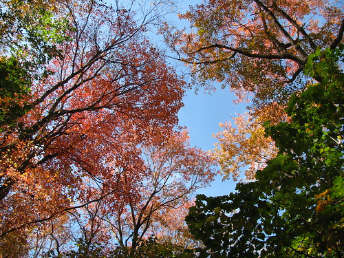 red leaves above