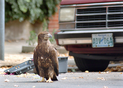 A Juvenile Bald Eagle in my neighborhood