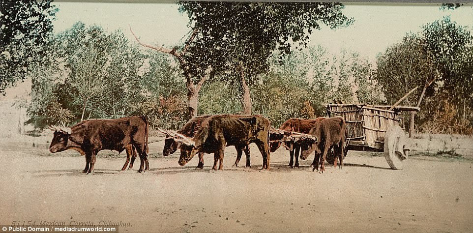 A sign of times gone by: Oxen pictured with a cart in the northwestern Mexican state of Chihuahua in the fascinating series of images taken in nineteenth century Mexico  