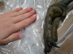 Lorelei hand and crane foot