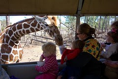 Celeste & Evelin Feed Kameel