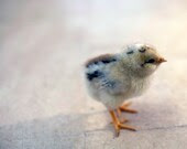 Baby chick, Easter and spring screensaver, spring chick - narceine Baby chick, Easter and spring screensaver, spring chick - narceine