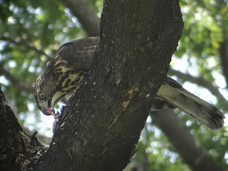 鳳頭蒼鷹/無限台南