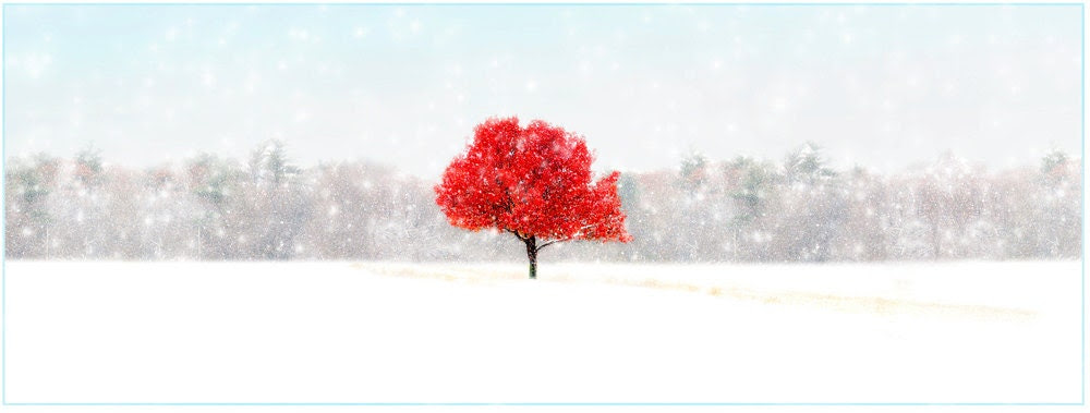 SET OF 4,nature photography, Snow, Autumn, Red, White, Tree serene, peaceful, winter, Greeting Card Note Card Blank Inside - RikkiVanCamp SET OF 4,nature photography, Snow, Autumn, Red, White, Tree serene, peaceful, winter, Greeting Card Note Card Blank Inside - RikkiVanCamp