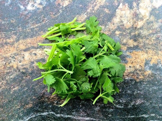 Small Bunch of Cilantro