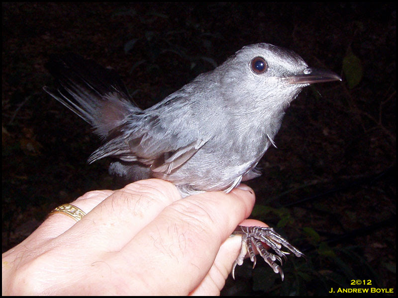 Gray Catbird Gray Catbird