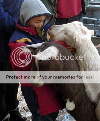 Jed loves goats and they love him