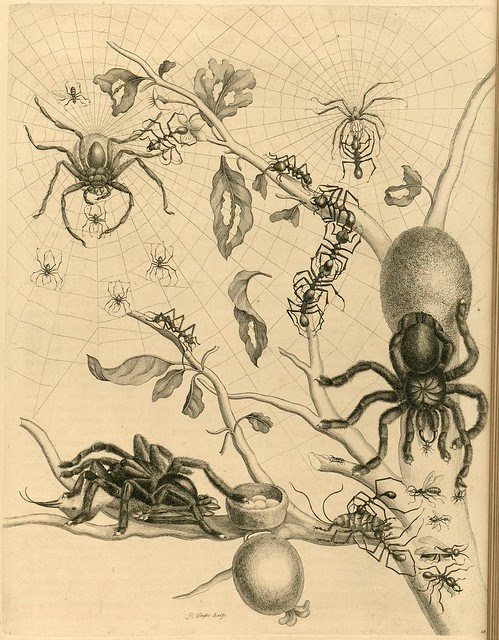 spiders and webs in Maria Sybilla Merian's seminal 18th century illustrated book on insects from Surinam