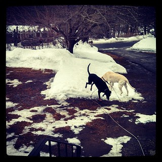 Yard is a soggy mess and these 2 are out there playing king and queen of the #snow mountain #dogstagram #winter #mud #ilovemydogs