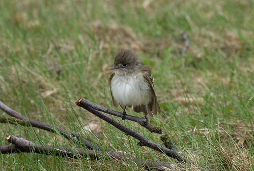 Least Flycatcher