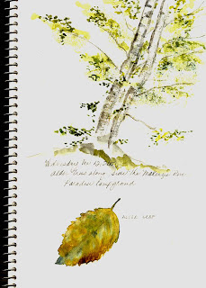 Alder tree and leaf