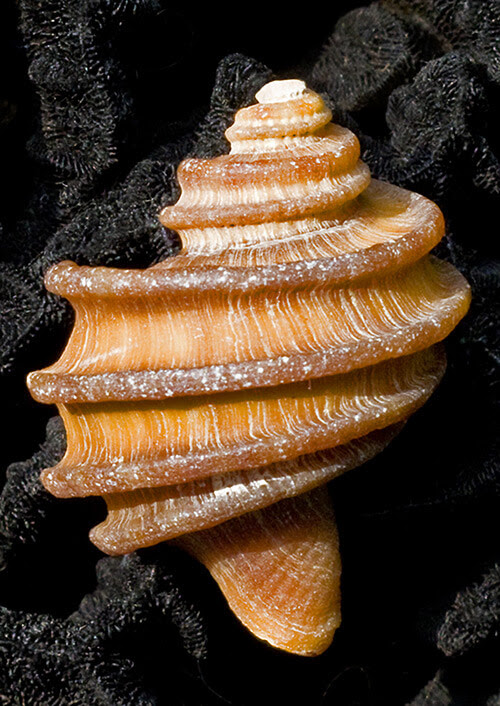best photos 2 share: Shells are Swell – Beautiful Examples of Seashell