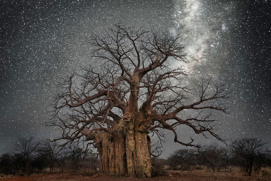 ancient-oldest-trees-starlight-photography-beth-moon-1