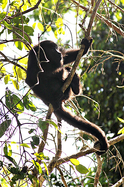 Baboon