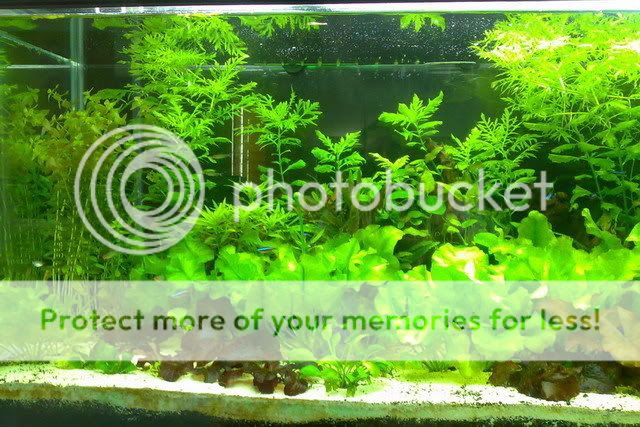 Aquascape Gallery Aquascape Mini Tanpa Co2 Tanpa Filter Youtube