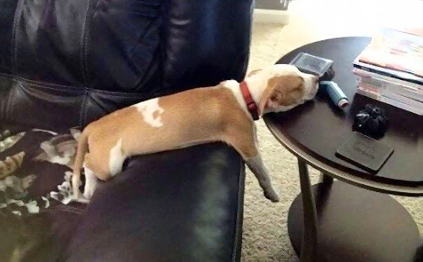 Puppy Sleeping On The Table