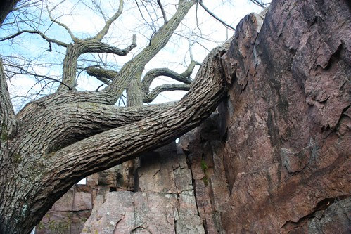 Rock and Tree