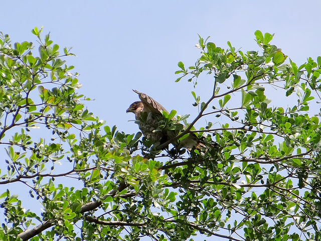 鳳頭蒼鷹/無限台南