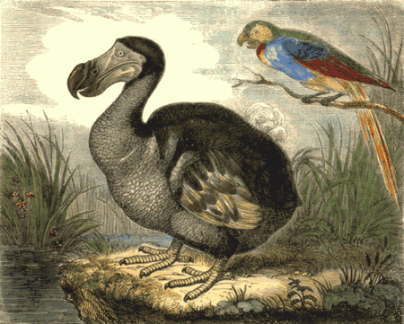 DODO