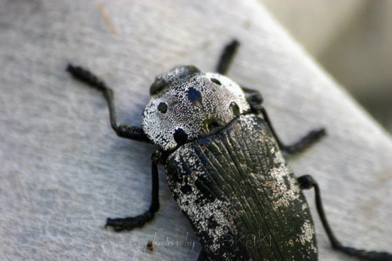 Bug photograph - Silver - nature photography - scary insect - 4x6 wall decor - cij sale - alekaki