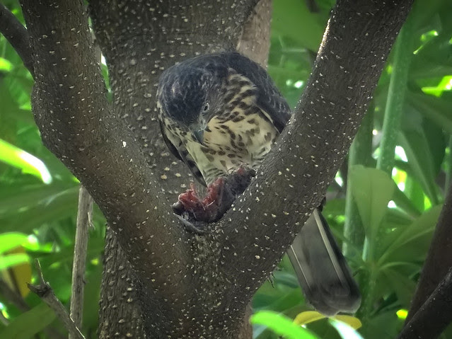 鳳頭蒼鷹/無限台南