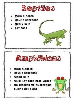 Mammals Vs Reptiles Vs Amphibians - Pets Lovers