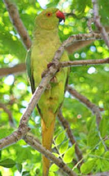 New Oleh from India- Drara Parrot