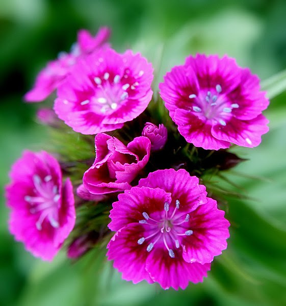 File:Pink Sweet William flowers.jpg
