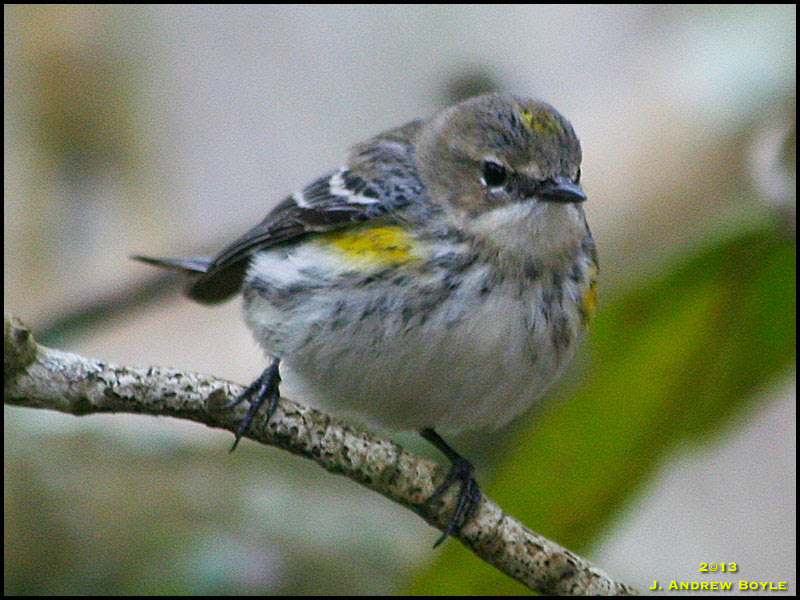 Myrtle Warbler Myrtle Warbler