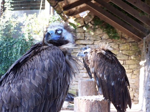 vultures in repose