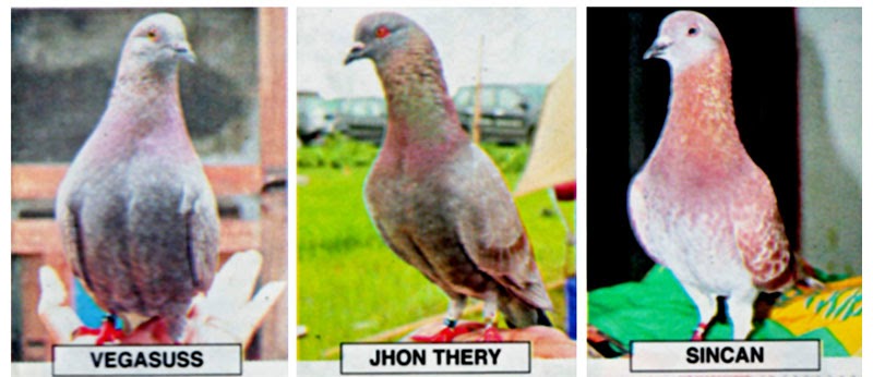 Nama Nama Warna Burung Merpati Balap Blog Burung Dara