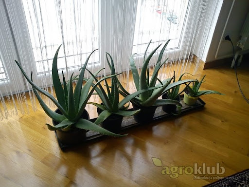 Aloe vera uzgoj: Otkrijte kako se uzgaja aloe vera