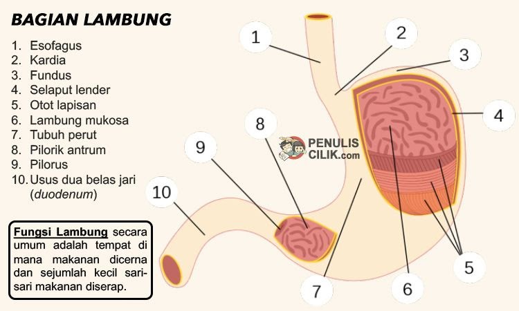 Enzim Pada Lambung Dan Fungsinya Dalam Proses Pencernaan My XXX Hot Girl