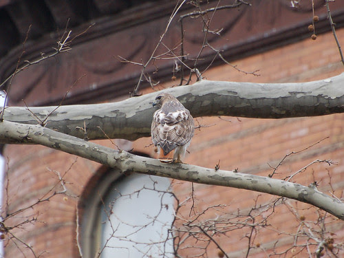 Red-Tailed Hawk Perched over Morningside Ave.