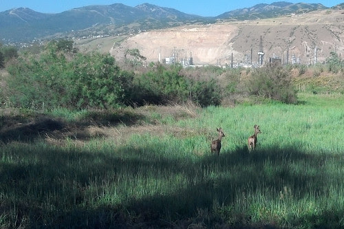 deer crop