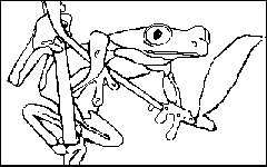Red Eye Tree Frog Coloring Pages Coloring Pages 2019 - frog bmp roblox